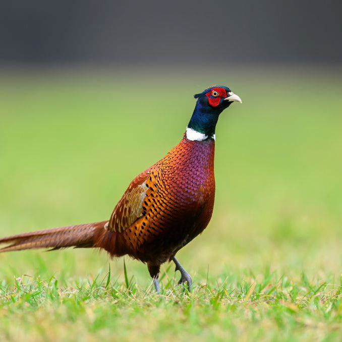 A Complete Guide to Rearing & Feeding Pheasants