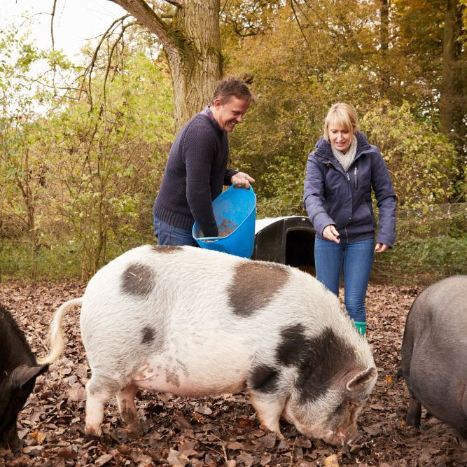 How to Keep Pig Feed Costs Down (Without Cutting Corners)