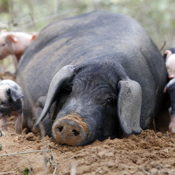 Building a Pig Breeding Herd: What Smallholders Need to Know
