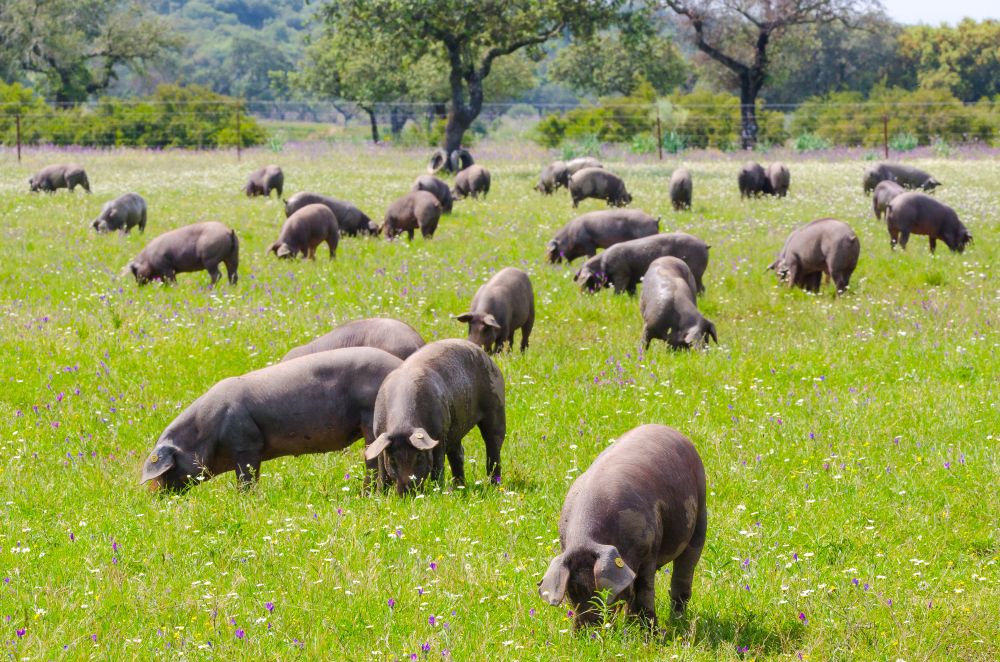 What Plants Are Poisonous to Pigs in the UK? (Practical Guide for Smallholders)