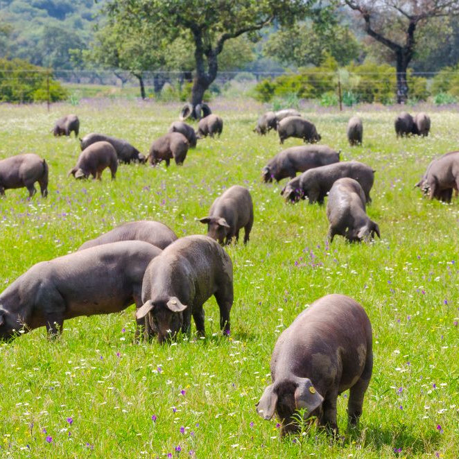 What Plants Are Poisonous to Pigs in the UK? (Practical Guide for Smallholders)