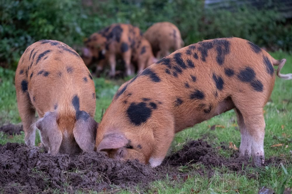 Retared Pigs A Guide to Rearing & Feeding Pigs — Chestnut Mill