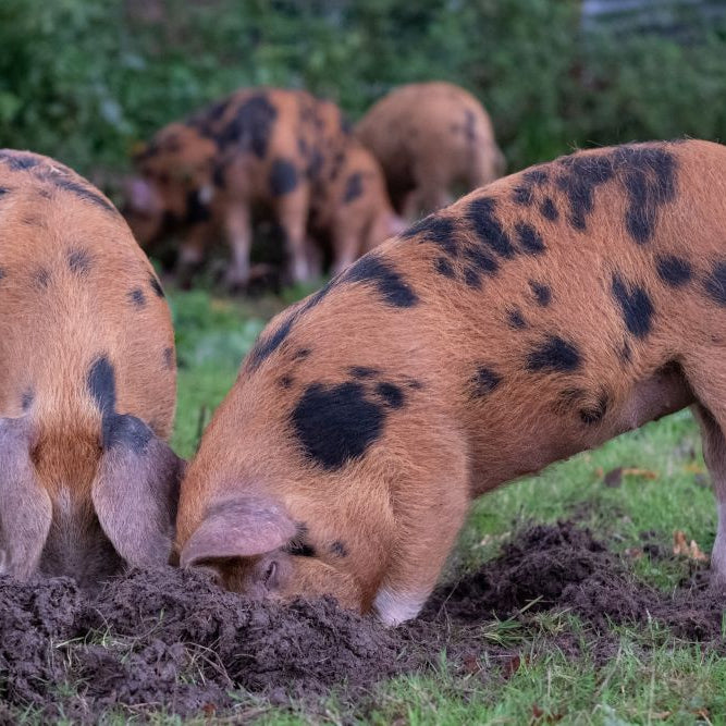 A Guide to Rearing & Feeding Pigs