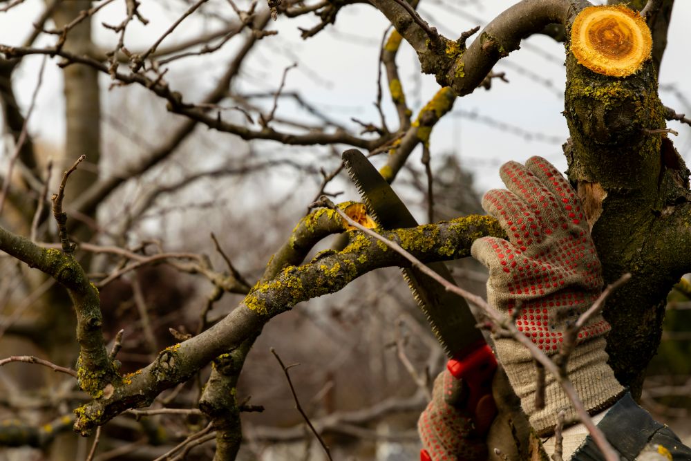 Pruning Basics: What Can You Prune in January in the UK?