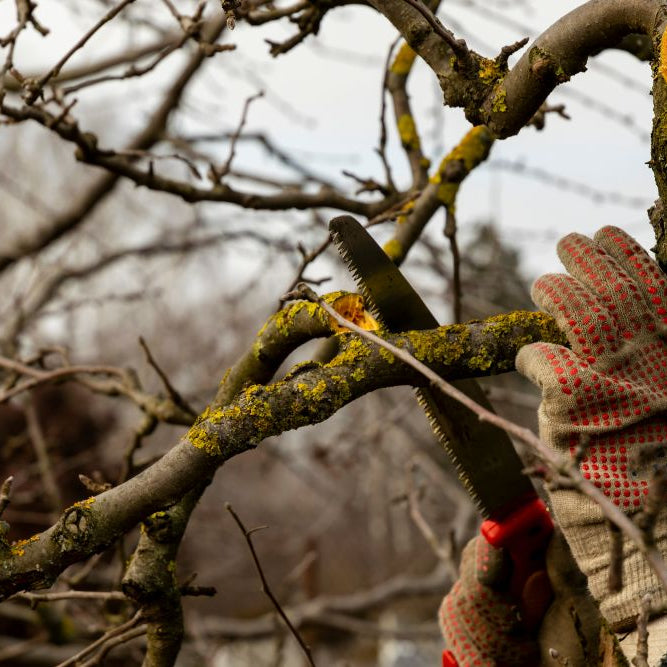 Pruning Basics: What Can You Prune in January in the UK?