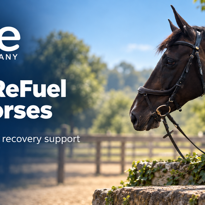 Pure ReFuel for Horses: Hydration and Recovery in Hot Weather