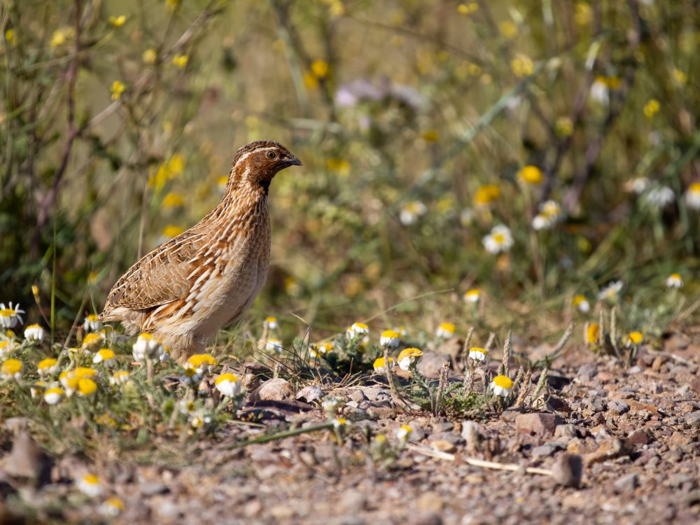 A Guide to Rearing & Feeding Quail