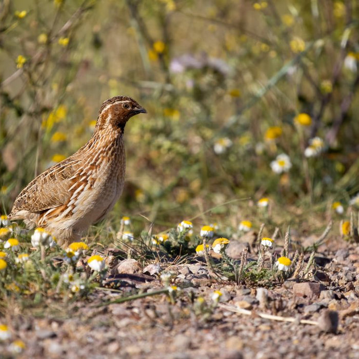 A Guide to Rearing & Feeding Quail