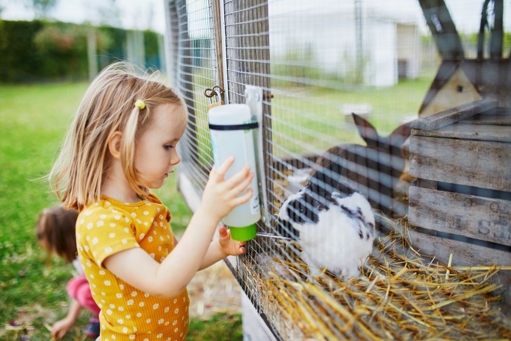 Keeping Rabbits & Guinea Pigs Cool in a UK Heatwave