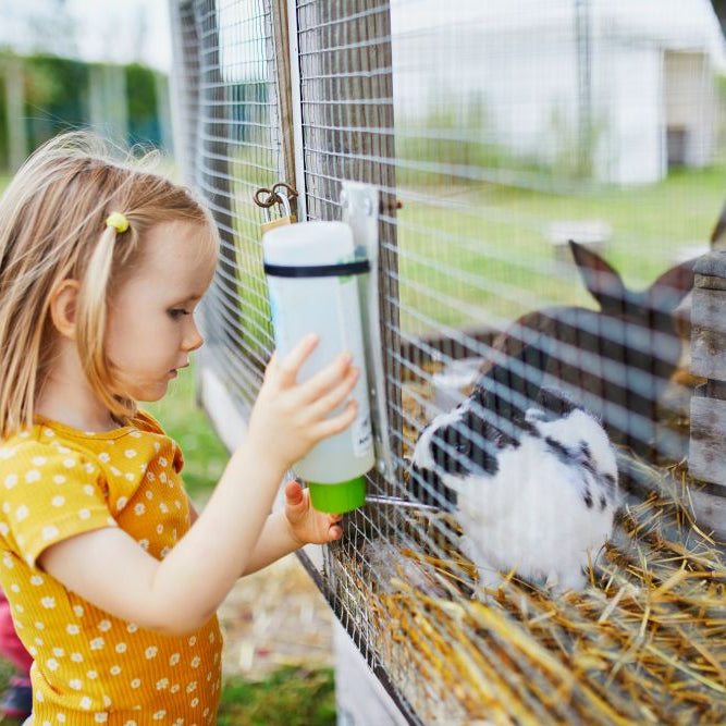 Keeping Rabbits & Guinea Pigs Cool in a UK Heatwave