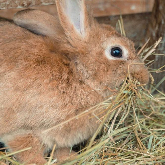 Rabbit Diet Basics: How Much Hay Should a Rabbit Eat Per Day?