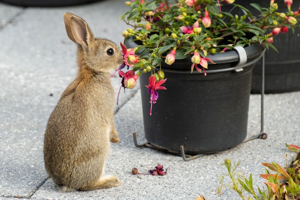 Summer Foraging for Rabbits & Guinea Pigs: What’s Safe in UK Gardens?