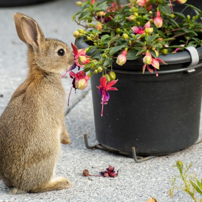Summer Foraging for Rabbits & Guinea Pigs: What’s Safe in UK Gardens?