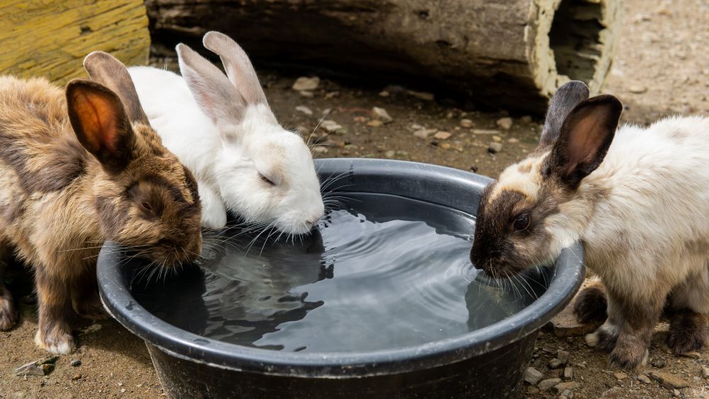 Keeping Rabbits, Guinea Pigs, Hamsters &amp; Gerbils Cool in a UK Heatwave