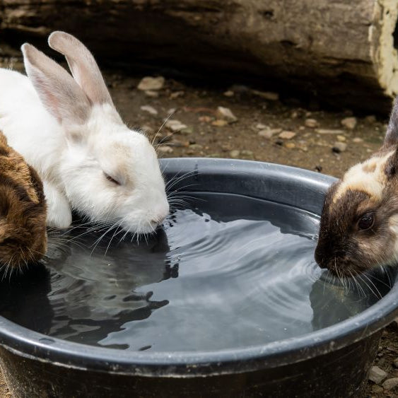 Keeping Rabbits, Guinea Pigs, Hamsters &amp; Gerbils Cool in a UK Heatwave