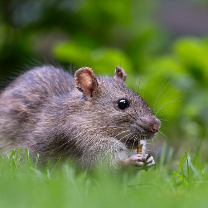 Rodent-Proofing Feed Storage: How to Keep Rats Out of Poultry and Livestock Feed