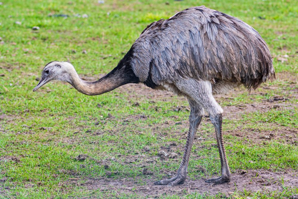 A Guide to Rearing & Feeding Rheas