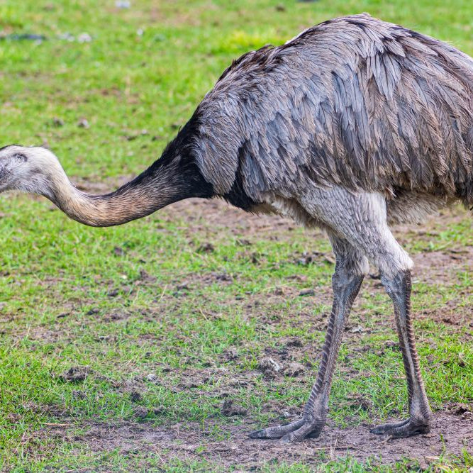 A Guide to Rearing & Feeding Rheas