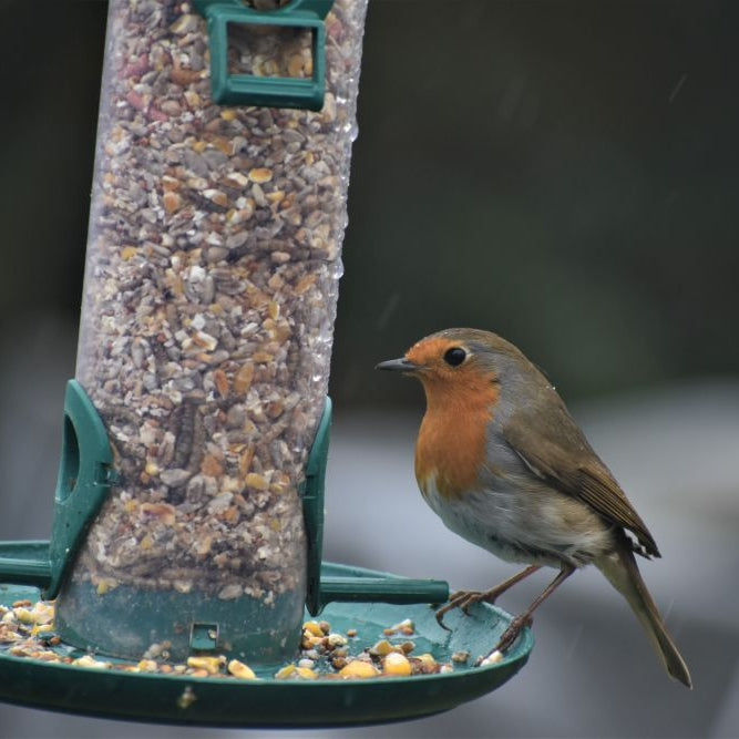 Robin-Friendly Garden Tips: Best Food, Feeder Placement and Shelter for Winter