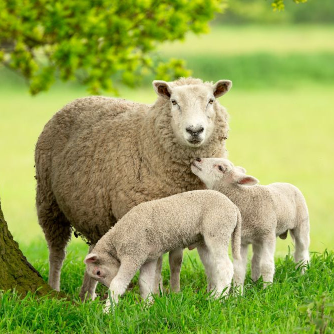 A Guide to Rearing & Feeding Sheep