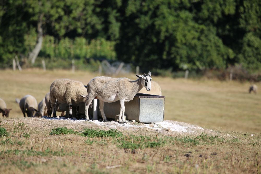 Flystrike Season: A Calm, Practical Checklist for UK Sheep Keepers (Late June)