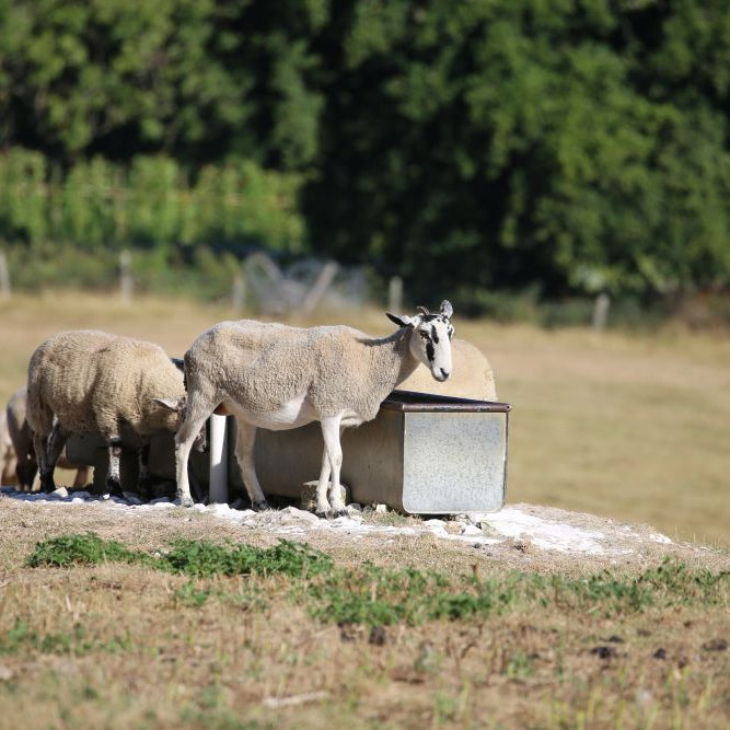 Flystrike Season: A Calm, Practical Checklist for UK Sheep Keepers (Late June)