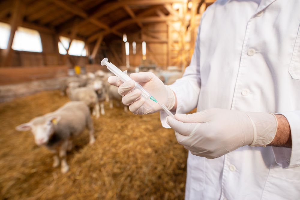 Protecting Your Flock: Why Vaccination Matters for Sheep Health