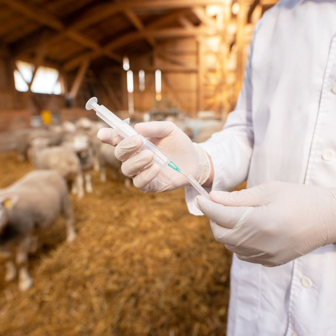 Protecting Your Flock: Why Vaccination Matters for Sheep Health