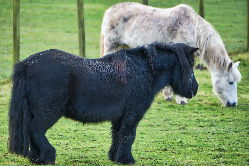 Autumn Hoof Care: Essential Tips for Healthy Horse Hooves in Late Summer and Autumn