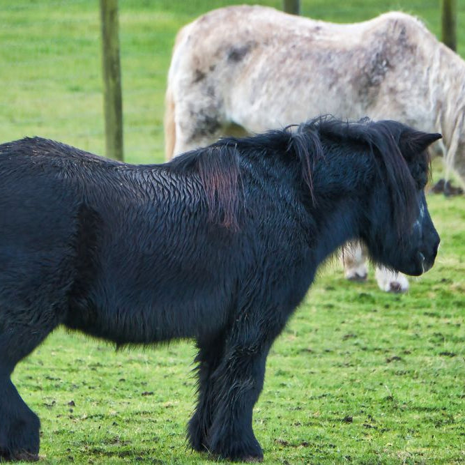 Autumn Hoof Care: Essential Tips for Healthy Horse Hooves in Late Summer and Autumn