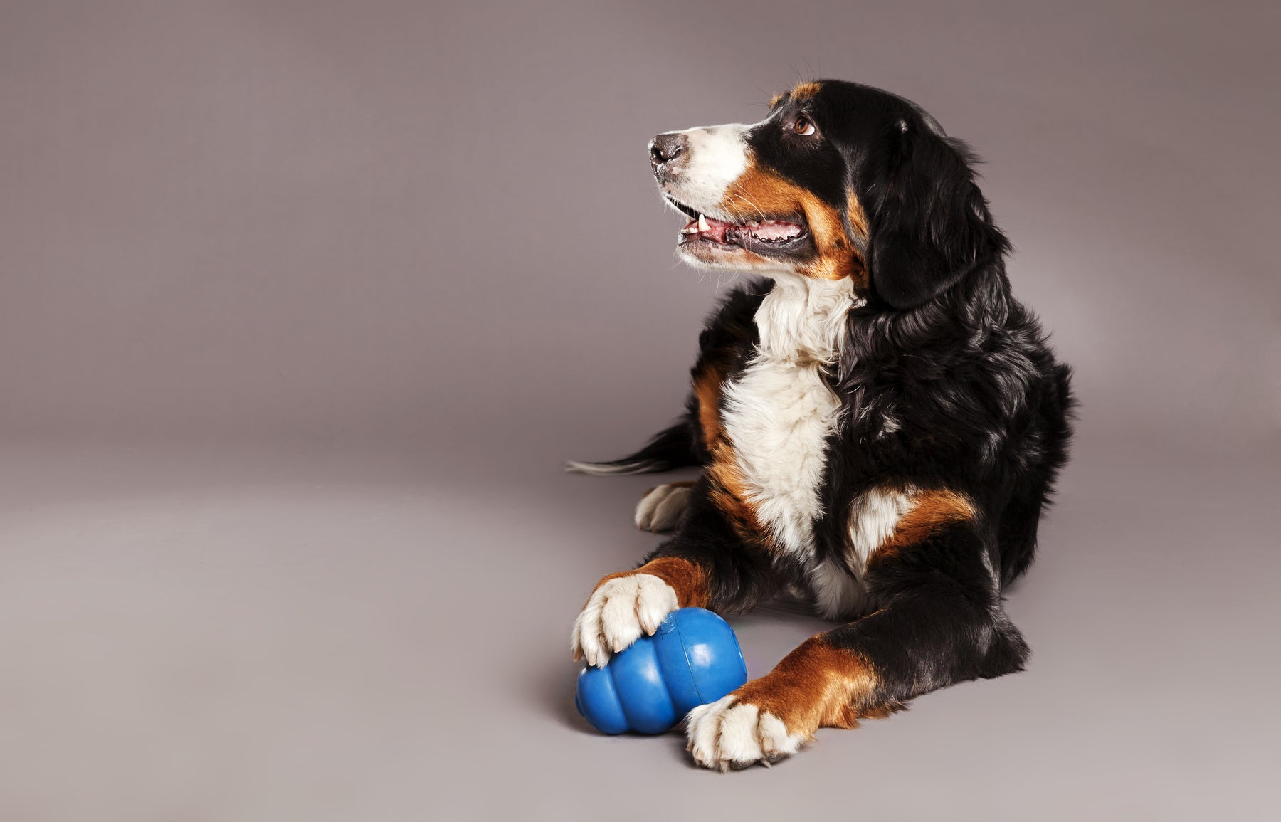 The importance of providing enrichment for your dogs