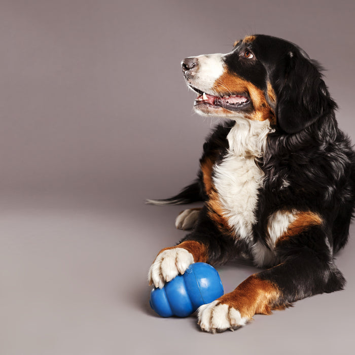 The importance of providing enrichment for your dogs