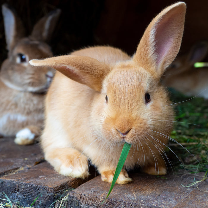 Demystifying Rabbit Diet: What Exactly to Feed Your Furry Friend?