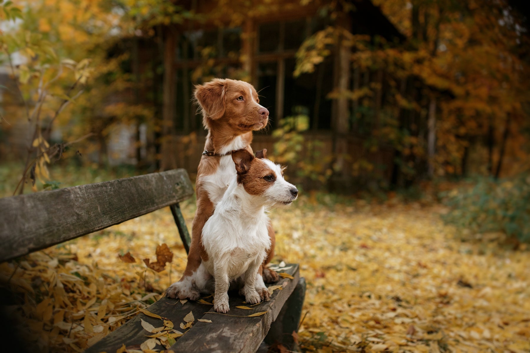 Get your pet ready for Autumn!