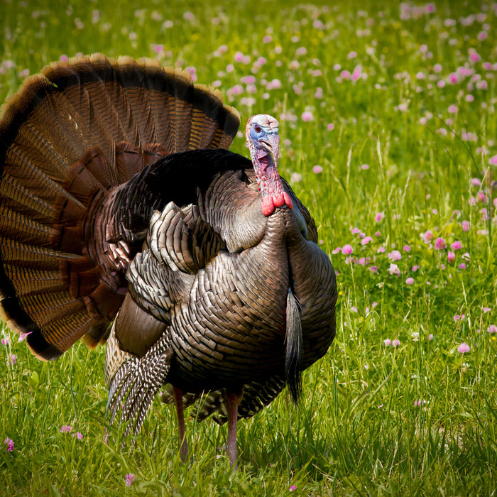 A-Guide-to-Turkey-Feed Chestnut Mill