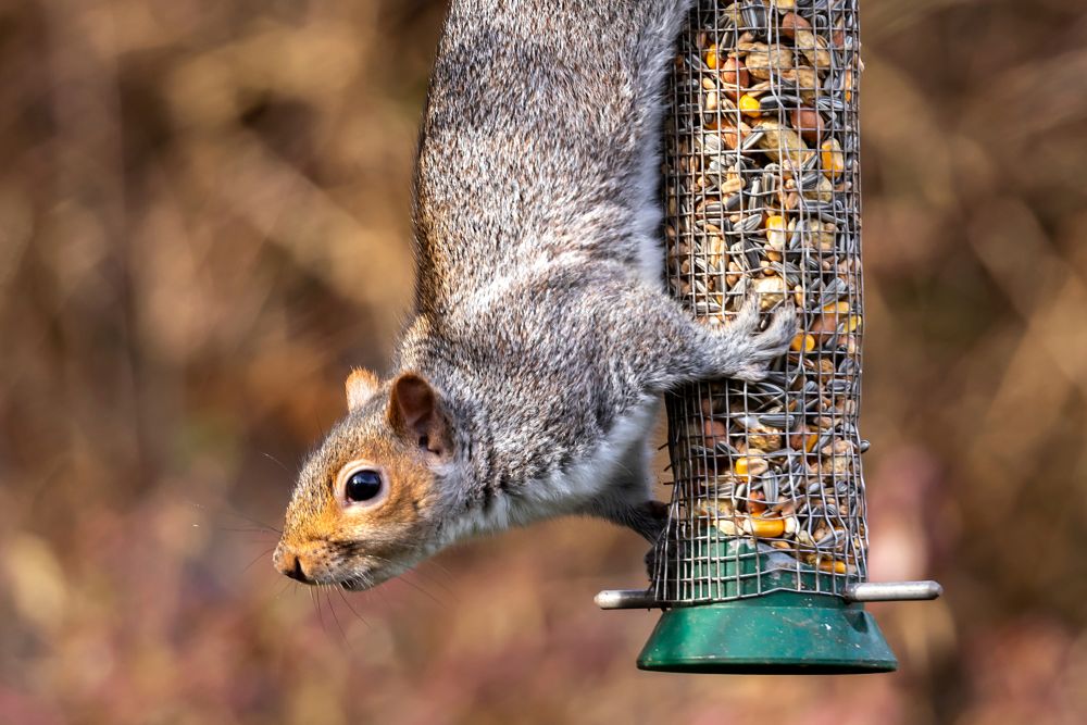 How to Stop Squirrels Stealing Bird Food: Practical Deterrents for UK Gardens