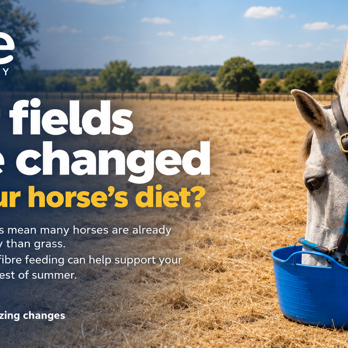 When Summer Grazing Dries Up: Which Pure Feed Should You Choose?