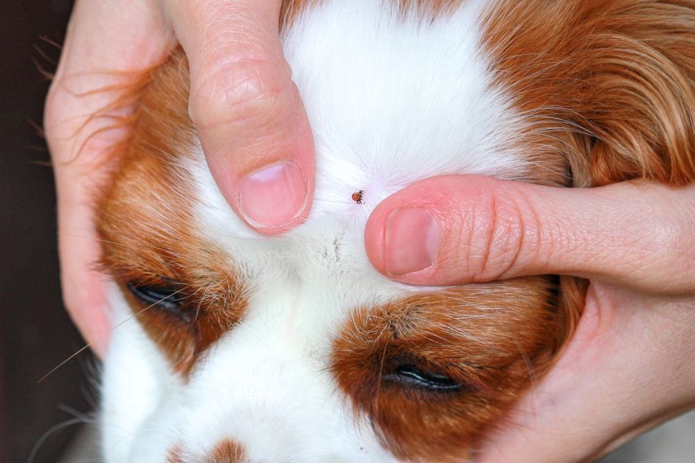 Ticks in the Long Grass: A Calm, Practical Summer Routine for Dog Owners (UK)