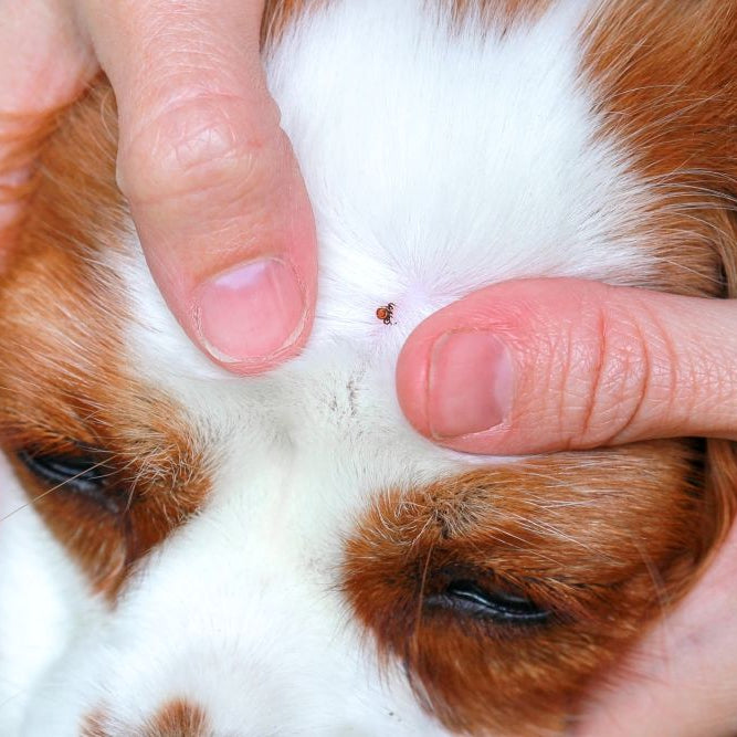 Ticks in the Long Grass: A Calm, Practical Summer Routine for Dog Owners (UK)