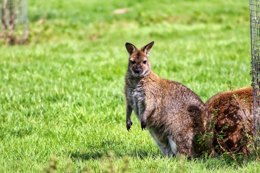 Mini Guide: Feeding Wallabies & Macropods in the UK