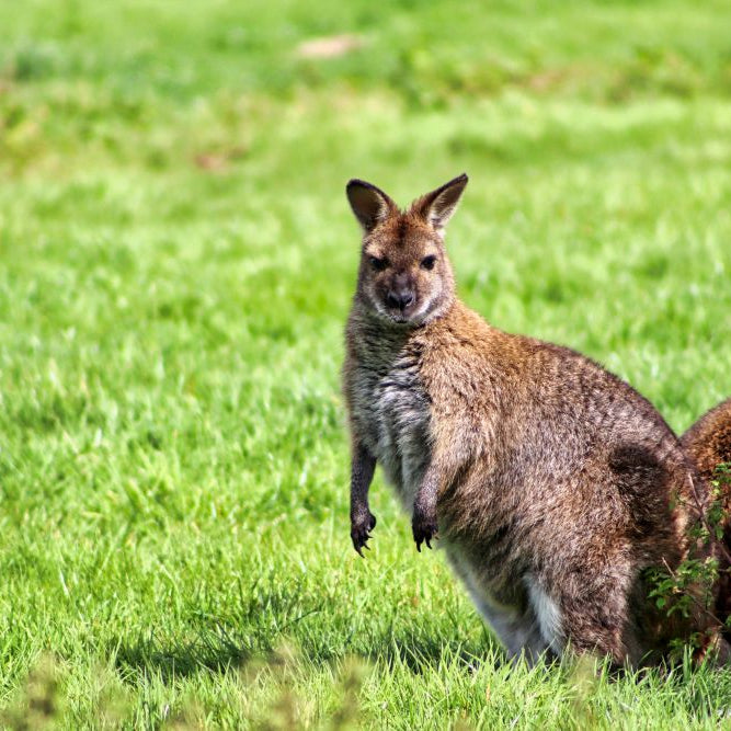 Mini Guide: Feeding Wallabies & Macropods in the UK