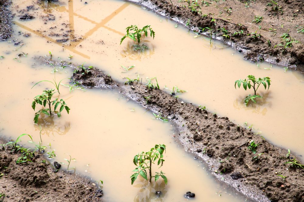 How to Deal with Waterlogged Soil: Simple Drainage Fixes