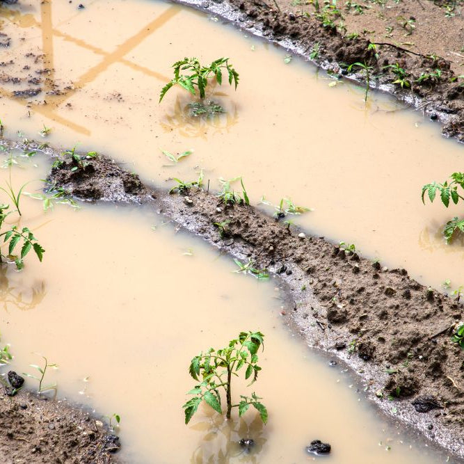 How to Deal with Waterlogged Soil: Simple Drainage Fixes