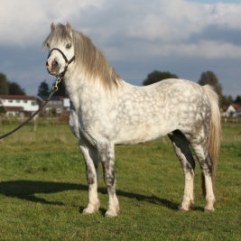 Feeding Natives & Hardy Horse Breeds in the UK