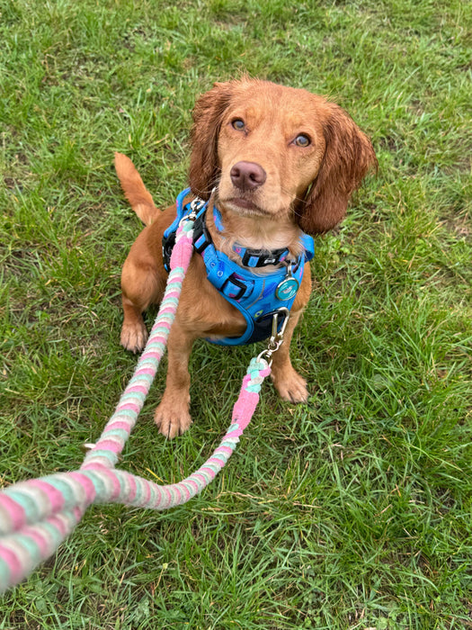 Power Peacock Tactical Dog Harness – No Pull & Fully Adjustable