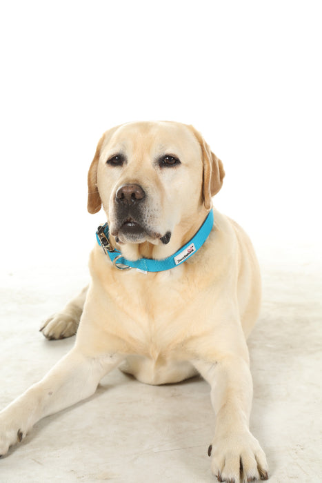 Doodlebone Padded Dog Collar  - Various Colours & Sizes