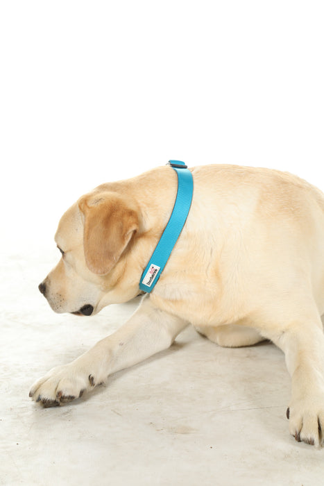 Doodlebone Padded Dog Collar  - Various Colours & Sizes