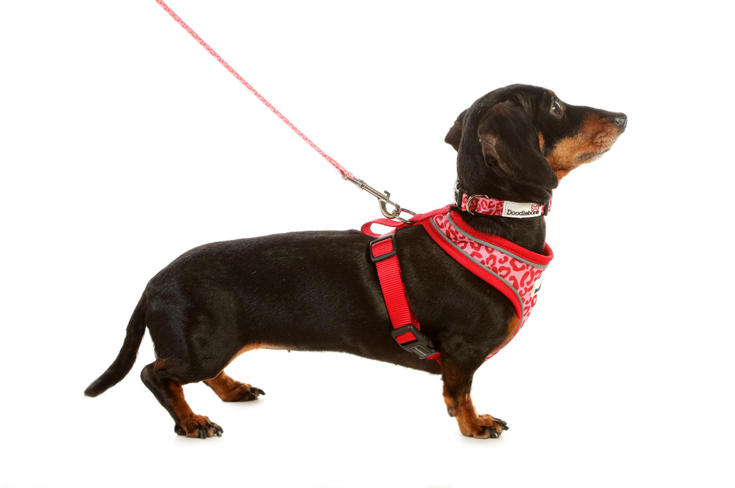 Doodlebone Airmesh Dog Harness  - Various Colours & Sizes