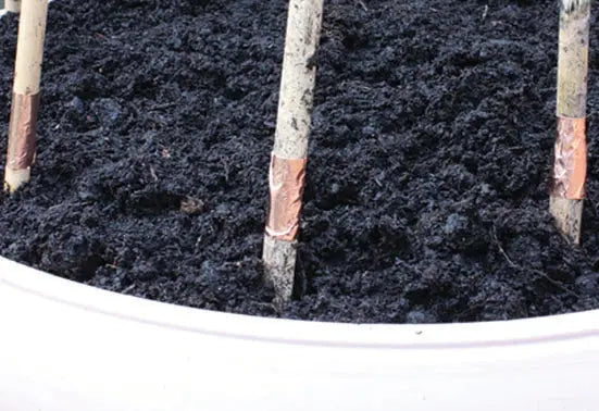 WigWam / A-Frame Cane Supports With Copper Slug Tape - Chestnut Mill