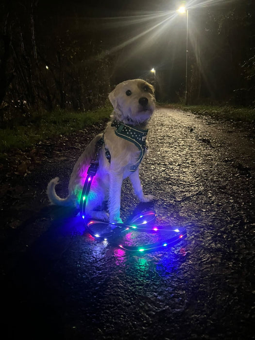 Doodlebone LED Dog Lead - Coal
